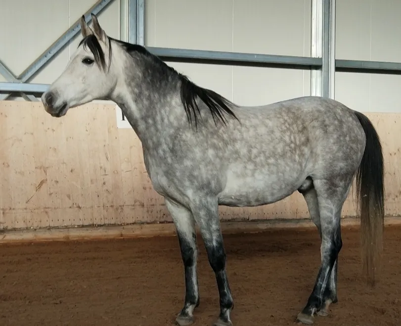 affordable-horses-for-sale