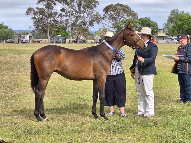 affordable-horses-for-sale