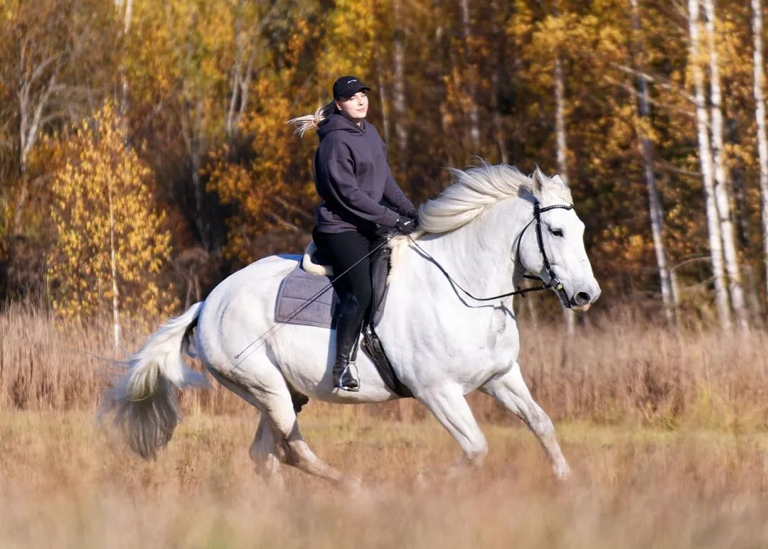 healthy-horse-for-sale-near-me