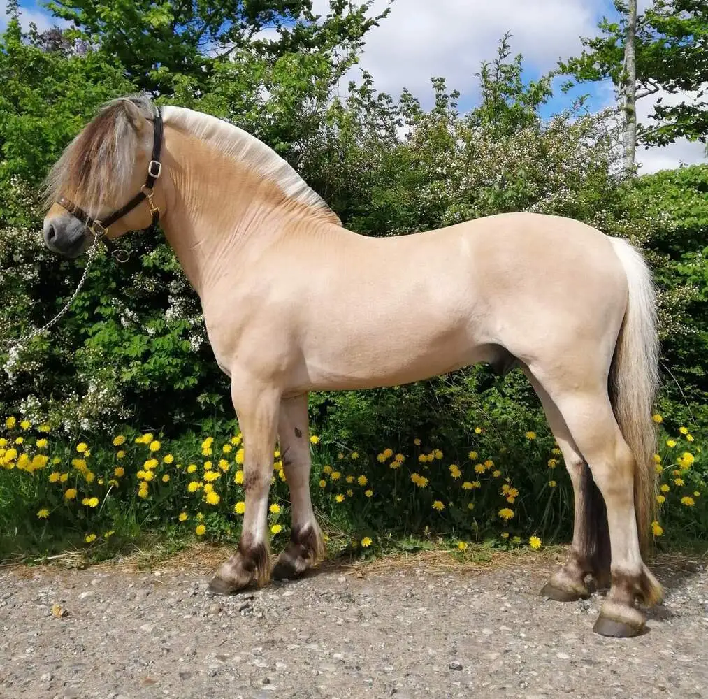 affordable-horses-for-sale