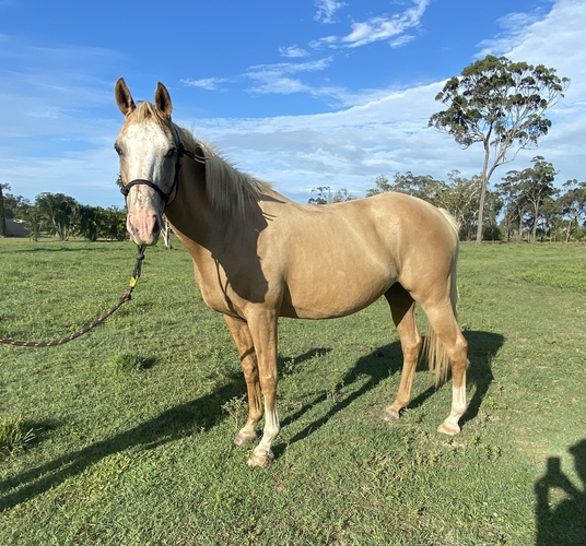 affordable-horses-for-sale