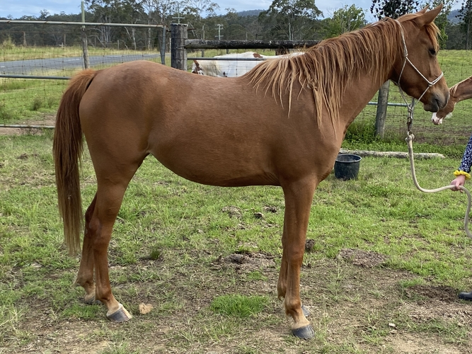 affordable-horses-for-sale